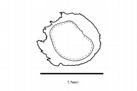   Embryo:     Amphipterygium adstringens;  Illustration by K. Parker, Kirkbride et al. (2006)
